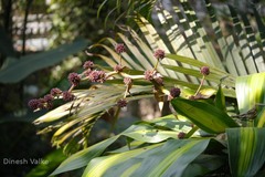 Dracaena fragrans